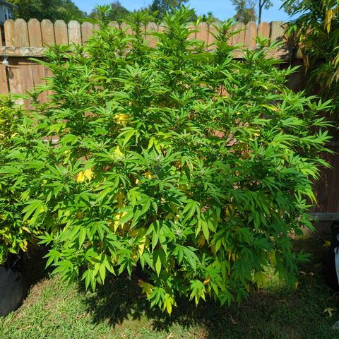 Honey Gold #2 growlog timeline photo