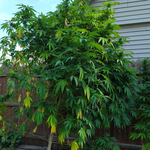 Chem Fuego  growlog timeline photo