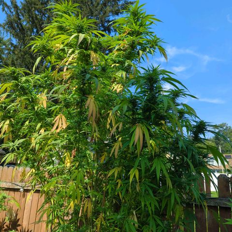 Lilac Cookies growlog timeline photo