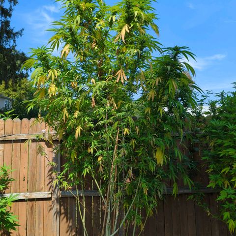 Lilac Cookies growlog timeline photo
