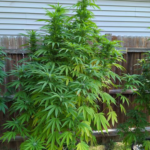 Forbidden Creation  growlog timeline photo