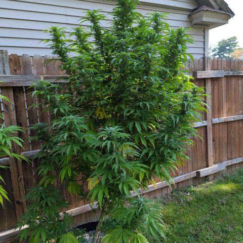 Tiger Bomb growlog timeline photo