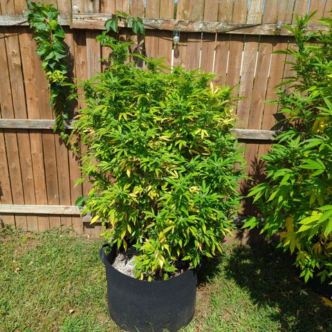 Sunset Octane growlog timeline photo