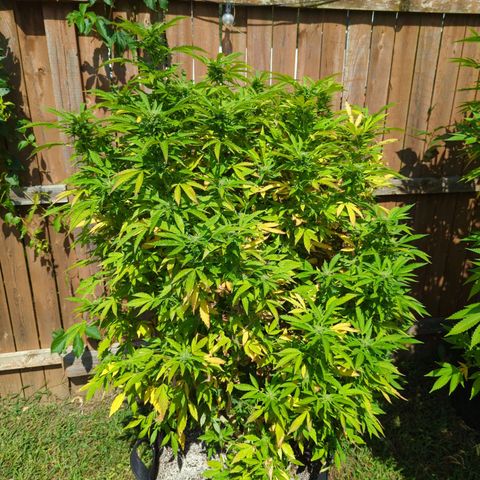 Sunset Octane growlog timeline photo