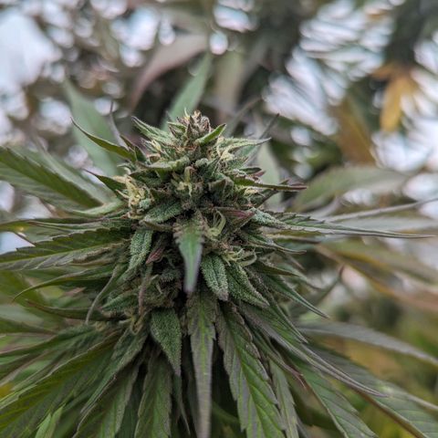 Lilac Cookies growlog timeline photo