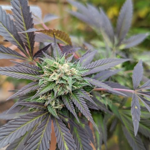 Chem Fuego  growlog timeline photo