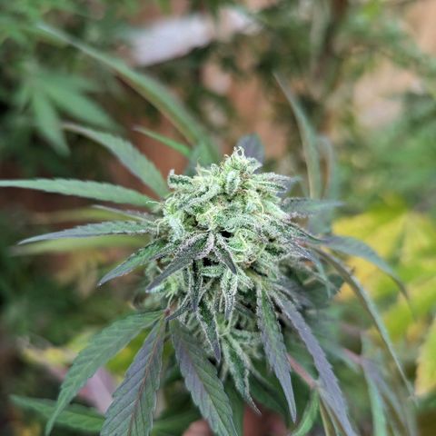 Tiger Bomb growlog timeline photo