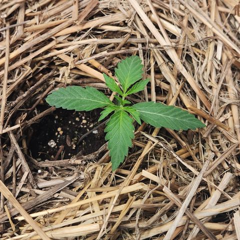 Manbearalienpig by mephisto  growlog timeline photo