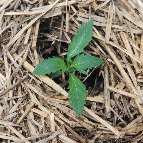 Beary white x walter white by mephisto  growlog timeline photo