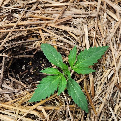 Manbearalienpig by mephisto  growlog timeline photo