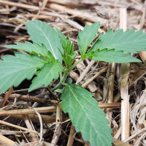 Manbearalienpig by mephisto  growlog timeline photo