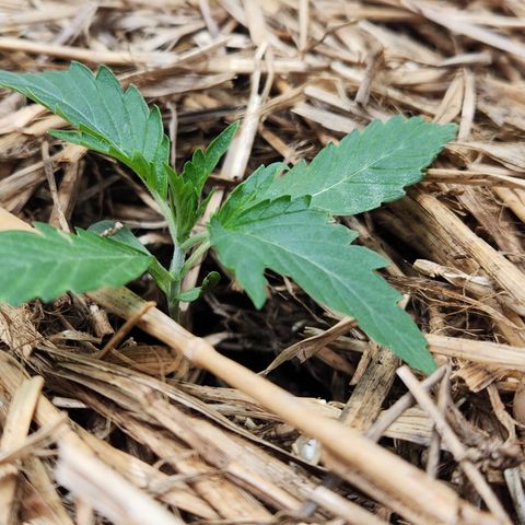 Beary white x walter white by mephisto  growlog timeline photo