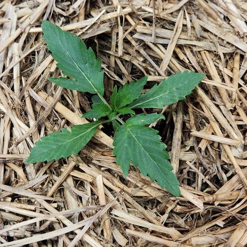 Beary white x walter white by mephisto  growlog timeline photo
