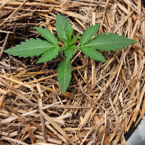 Manbearalienpig by mephisto  growlog timeline photo