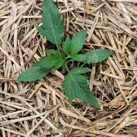 Beary white x walter white by mephisto  growlog timeline photo