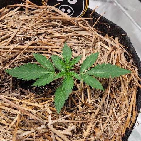 Manbearalienpig by mephisto  growlog timeline photo