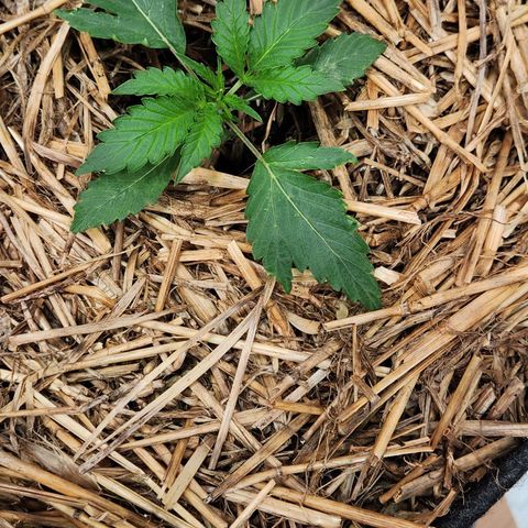 Beary white x walter white by mephisto  growlog timeline photo
