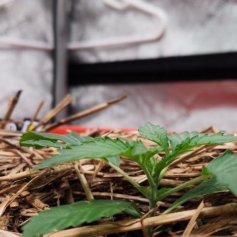 Beary white x walter white by mephisto  growlog timeline photo