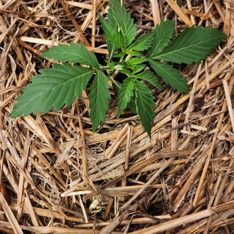 Manbearalienpig by mephisto  growlog timeline photo