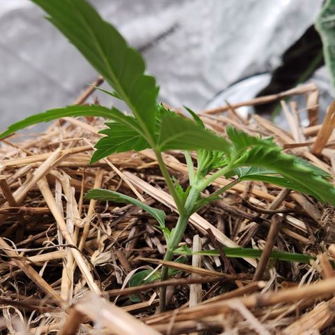 Manbearalienpig by mephisto  growlog timeline photo