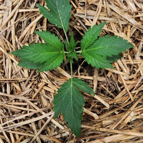 Beary white x walter white by mephisto  growlog timeline photo