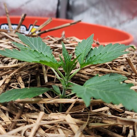 Beary white x walter white by mephisto  growlog timeline photo