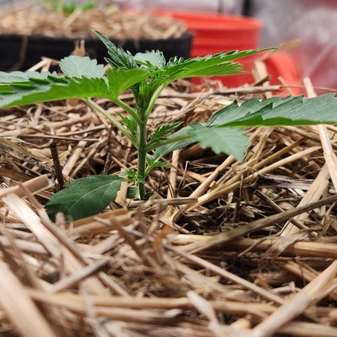 Manbearalienpig by mephisto  growlog timeline photo