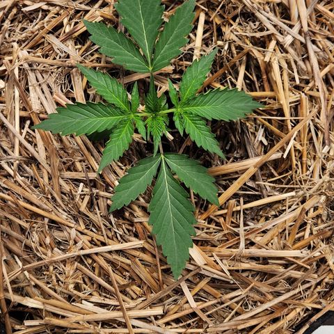 Manbearalienpig by mephisto  growlog timeline photo