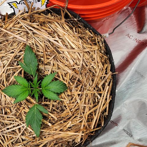 Beary white x walter white by mephisto  growlog timeline photo