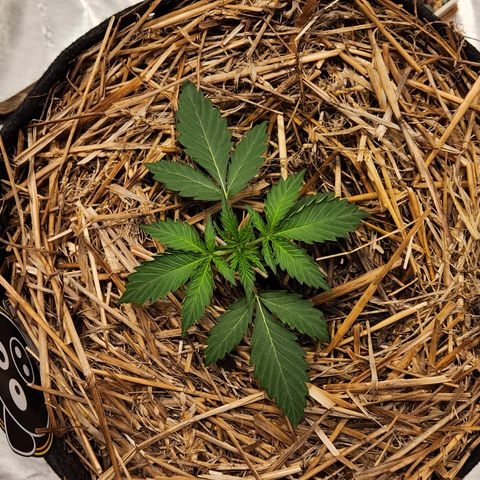 Manbearalienpig by mephisto  growlog timeline photo