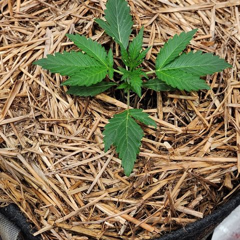 Beary white x walter white by mephisto  growlog timeline photo