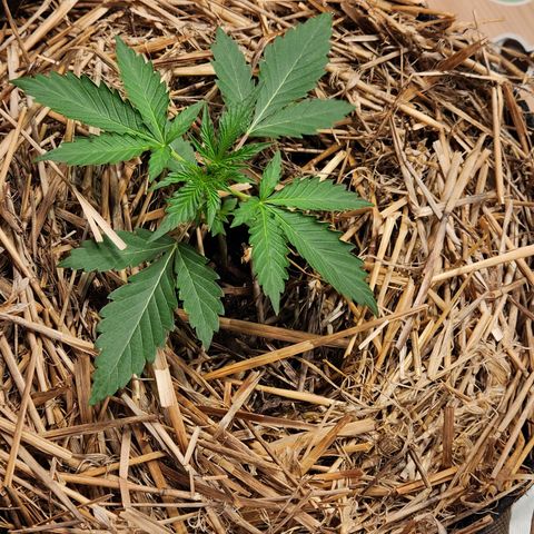 Manbearalienpig by mephisto  growlog timeline photo