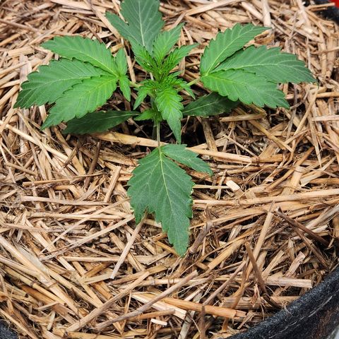 Beary white x walter white by mephisto  growlog timeline photo