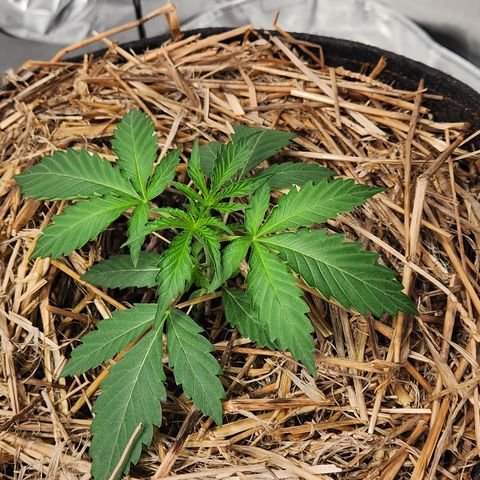 Manbearalienpig by mephisto  growlog timeline photo