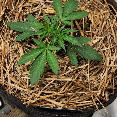 Manbearalienpig by mephisto  growlog timeline photo
