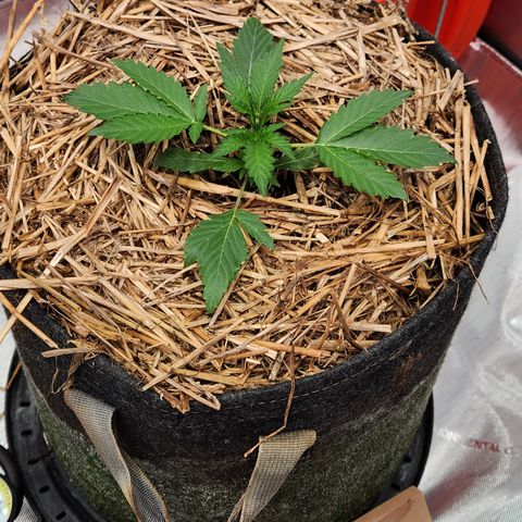 Beary white x walter white by mephisto  growlog timeline photo