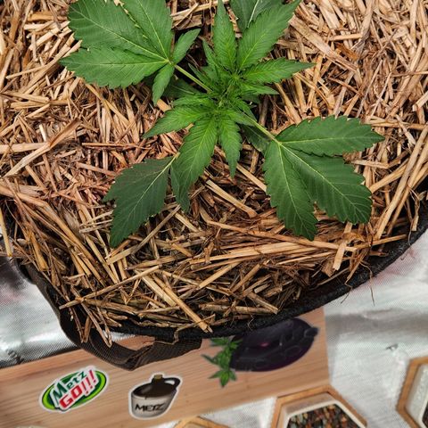 Beary white x walter white by mephisto  growlog timeline photo