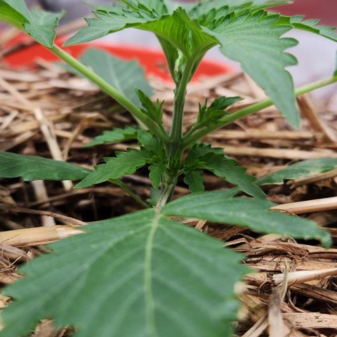 Beary white x walter white by mephisto  growlog timeline photo