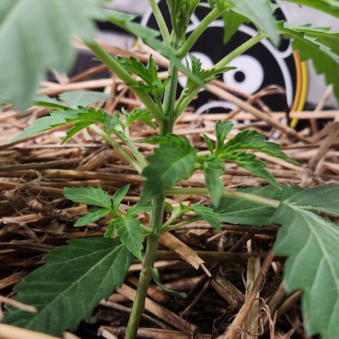 Manbearalienpig by mephisto  growlog timeline photo