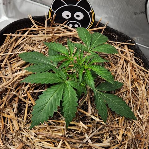 Manbearalienpig by mephisto  growlog timeline photo