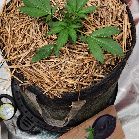 Beary white x walter white by mephisto  growlog timeline photo