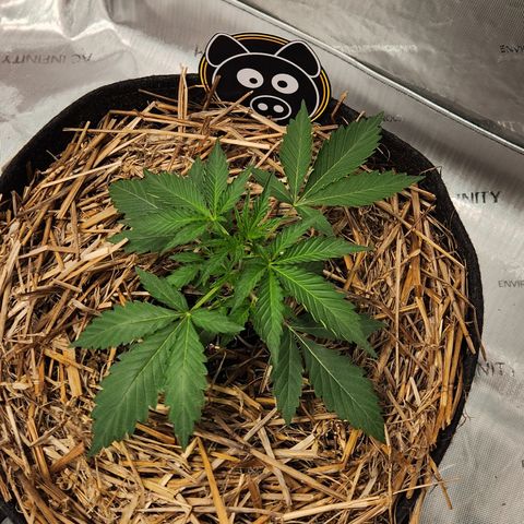 Manbearalienpig by mephisto  growlog timeline photo