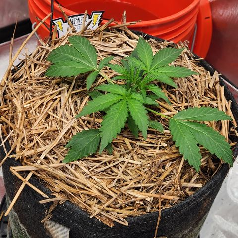 Beary white x walter white by mephisto  growlog timeline photo