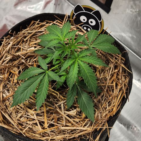 Manbearalienpig by mephisto  growlog timeline photo