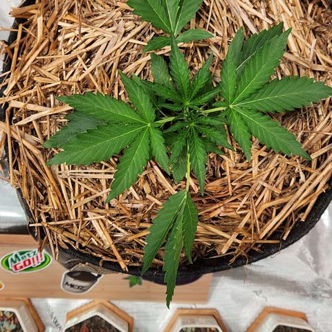 Beary white x walter white by mephisto  growlog timeline photo