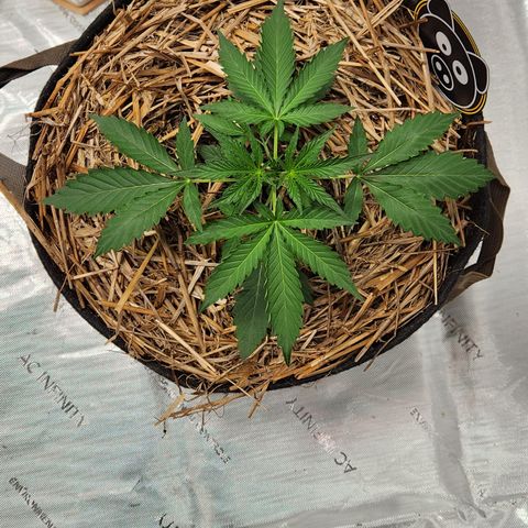 Manbearalienpig by mephisto  growlog timeline photo