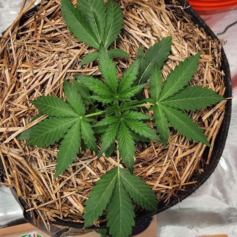 Beary white x walter white by mephisto  growlog timeline photo