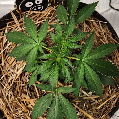 Manbearalienpig by mephisto  growlog timeline photo