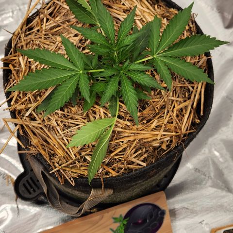 Beary white x walter white by mephisto  growlog timeline photo