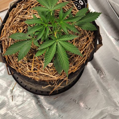 Manbearalienpig by mephisto  growlog timeline photo